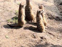 -上海野生动物园