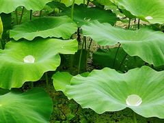 -古田会议纪念馆