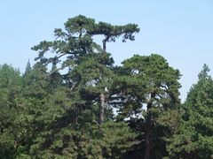 -香山公园