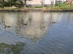 -同里国家湿地公园