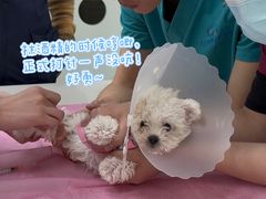 -北京观赏动物医院·24小时大型综合·猫专科·异宠专科