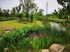 -上海长兴岛郊野公园