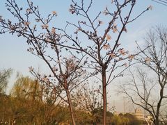 -九里河湿地公园