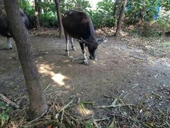 -喜洋洋蟹庄(阳澄湖店)