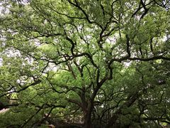 -南岳衡山风景名胜区-南岳大庙