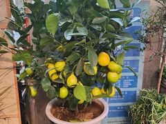 -双季花艺园艺市场(浦东店)