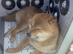 -FAELING PETS美天灵宠物(富力广场店)