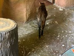 -猫猫幼稚园·撸猫·桌游·电玩
