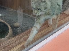 -青藏高原野生动物园