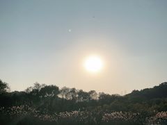-西湖风景区-江洋畈生态公园