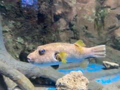 -太平洋海底世界