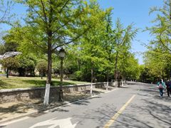 -八大关景区
