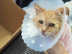 -达爱动物医院·犬猫分区·CT·复杂眼科(远洋山水分院)