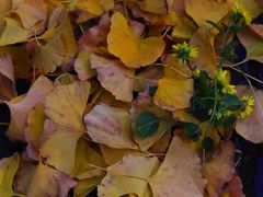 -上海佘山国家森林公园天马山园