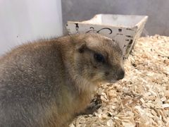 -狗道宠物(常熟印象城店)