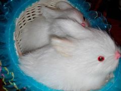 android_upload_pic-傣妹火锅(南京东路一店)