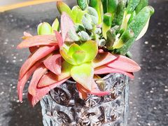 -威斯汀舞台餐厅