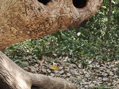 -上海佘山国家森林公园天马山园