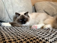 -滚猫咖啡·猫咖·猫友好撸猫(未来城店)