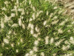 -永定河休闲森林公园