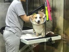 -PETKIT小佩宠物(昭化店)