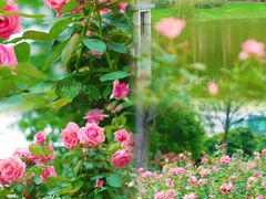 -香蜜公园