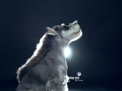 -超宠爱宠物摄影-Super pet