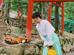 -宫城藏王狐狸村