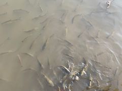 -海珠湖公园