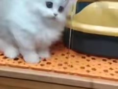 -欣宠猫屋·矮脚拿破仑·蓝金金渐层