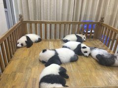 -成都大熊猫繁育研究基地