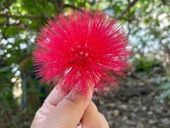 -火炉山森林公园