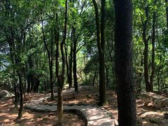-火炉山森林公园