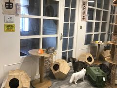 -楼上猫咖(罗湖店)