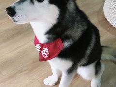 -Husky Go! 哈士奇体验馆·宠物咖啡厅狗咖