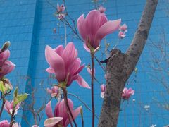 -薛记襄阳香辣牛肉面(平安路店)