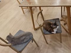 -Let's go狗咖·猫咖·奶狗·桌游(春熙路IFS店)