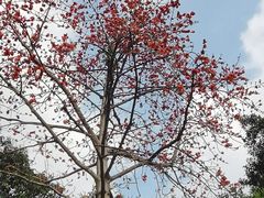 -荔湾湖公园