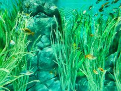 -上海海洋水族馆