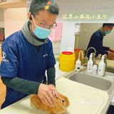萌兔的一场健康之旅🚢｜关忠动物医院🏥