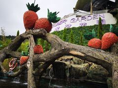 -金马仑薰衣草花园(Cameron Lavender)