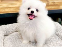 -翊宠yipet猫狗购宠庄园犬舍•猫舍