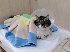 -北京观赏动物医院·24小时大型综合·猫专科·异宠专科
