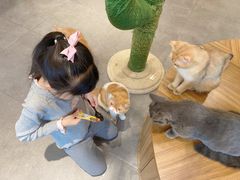 -飞行喵MR PILOT|猫舍·猫咖(静安大融城店)