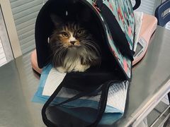 -瑞派福兴宠物医院犬猫全科·骨科·中西医结合(河东店)