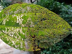 -莫里热带雨林景区