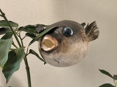 -天正河鲀·河豚亭(大连店)