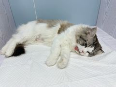 -纳吉亚猫专科动物医院·北北分院