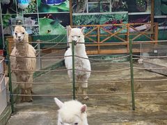 -上海大自然野生昆虫馆(东方明珠·爬宠昆虫探索中心)