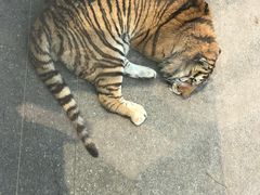 -大连森林动物园